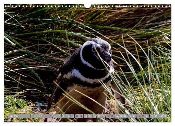 Produktbild: Einfach liebenswert diese Pinguine (Wandkalender 2026 DIN A3 quer), CALVENDO Monatskalender