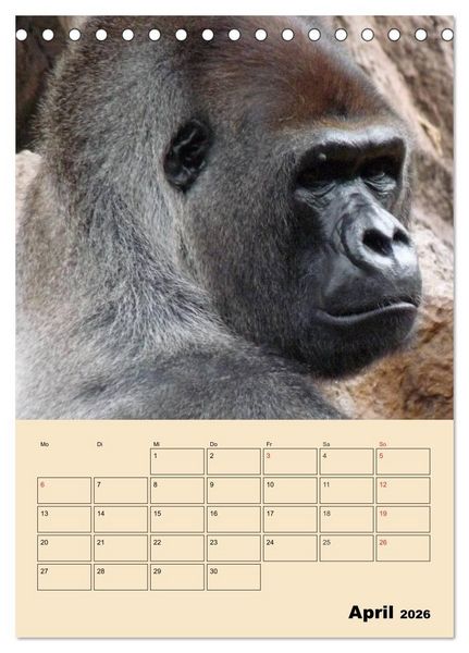 Produktbild: Gorillas (Tischkalender 2026 DIN A5 hoch), CALVENDO Monatskalender