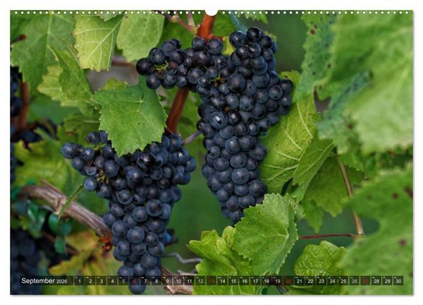 Produktbild: Weinlagen in Franken (Wandkalender 2026 DIN A2 quer), CALVENDO Monatskalender
