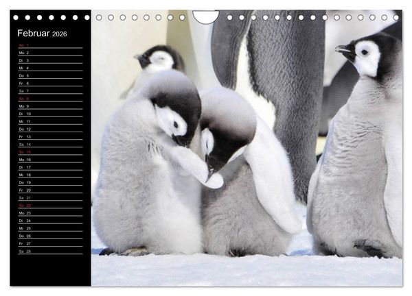 Produktbild: Pinguine - Kaiser- und K&ouml;nigspinguine (Wandkalender 2026 DIN A4 quer), CALVENDO Monatskalender