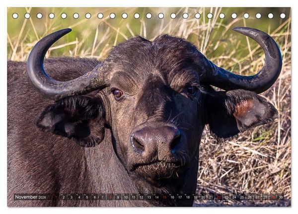 Produktbild: blick kontakt mit tieren im &ouml;stlichen und s&uuml;dlichen afrika (Tischkalender 2026 DIN A5 quer), CALVENDO Monatskalender