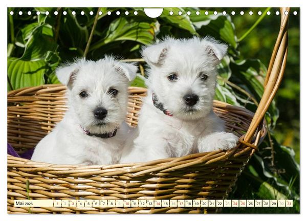 Produktbild: Kobold auf 4 Pfoten - West Highland White Terrier (Wandkalender 2026 DIN A4 quer), CALVENDO Monatskalender