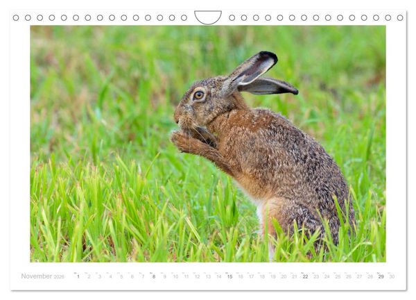 Produktbild: Der Feldhase (Wandkalender 2026 DIN A4 quer), CALVENDO Monatskalender