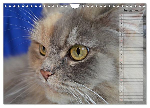 Produktbild: Katzen im Portr&auml;t / Geburtstagskalender (Wandkalender 2027 DIN A4 quer), CALVENDO Monatskalender
