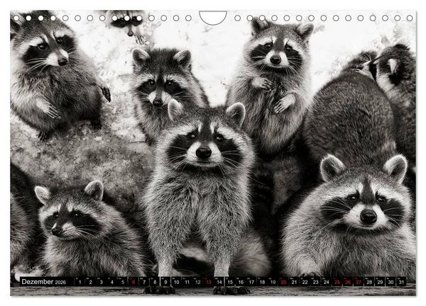Produktbild: Waschb&auml;ren - Maskierte Gauner (Wandkalender 2026 DIN A4 quer), CALVENDO Monatskalender