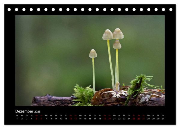 Produktbild: Pilzgalerie - Heimische Pilze aus der Region Rheinland-Pfalz (Tischkalender 2026 DIN A5 quer), CALVENDO Monatskalender
