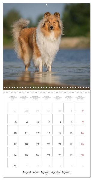 Produktbild: Lovely Collie 2026 (Wall Calendar 2026 12 &times; 12 Inch) CALVENDO 12 Month Wall Calendar