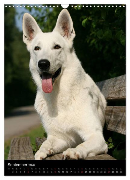 Produktbild: Deutscher Sch&auml;ferhund (Wandkalender 2026 DIN A3 hoch), CALVENDO Monatskalender