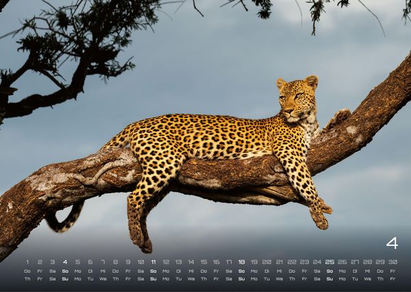 Produktbild: Afrikas Tierwelt - Der Tierkalender - 2027 - Kalender DIN A3