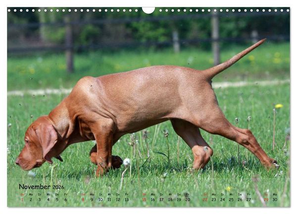 Produktbild: Magyar Vizsla - pure Lebensfreude (Wandkalender 2026 DIN A3 quer), CALVENDO Monatskalender