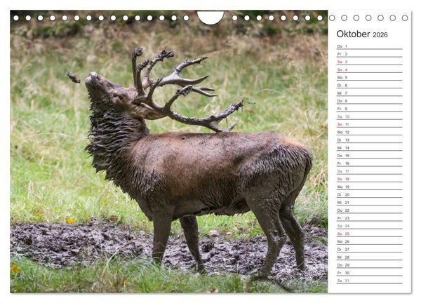Produktbild: Emotionale Momente: Hirschbrunft. Part II. (Wandkalender 2026 DIN A4 quer), CALVENDO Monatskalender