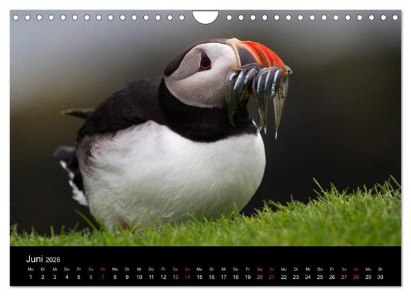 Produktbild: Welt der Papageitaucher (Wandkalender 2026 DIN A4 quer), CALVENDO Monatskalender