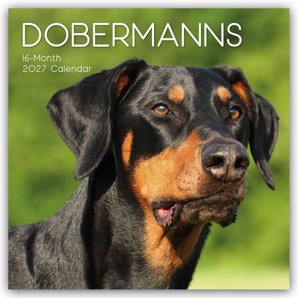 Produktbild: Dobermans &ndash; Dobermann 2027 &ndash; 16-Monatskalender