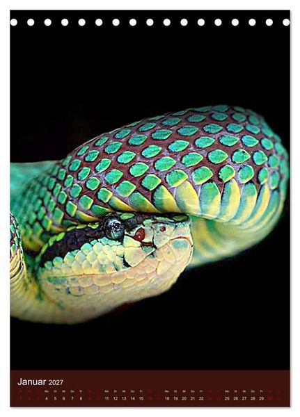 Produktbild: The Power Of Snake (Tischkalender 2027 DIN A5 hoch), CALVENDO Monatskalender