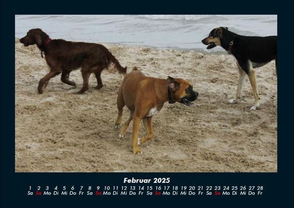 Produktbild: Hundezauber 2025 Fotokalender DIN A4