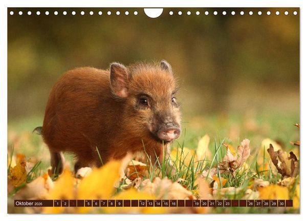 Produktbild: Tierkinder klein und s&uuml;&szlig; (Wandkalender 2026 DIN A4 quer), CALVENDO Monatskalender