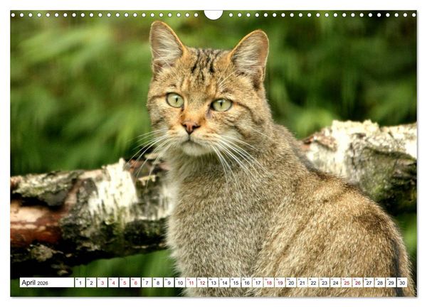 Produktbild: Wildkatzen - Die lautlosen J&auml;ger des Waldes (Wandkalender 2026 DIN A3 quer), CALVENDO Monatskalender