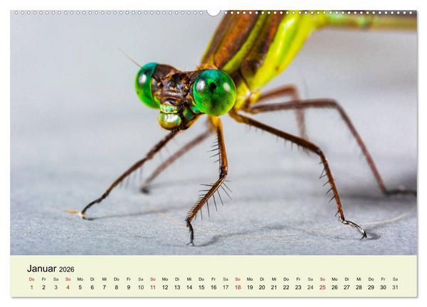 Produktbild: Insekten. Faszinierend und wichtig (Wandkalender 2026 DIN A2 quer), CALVENDO Monatskalender