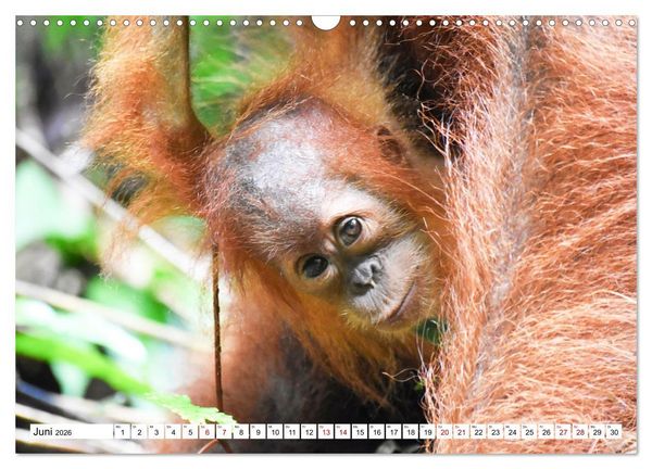 Produktbild: Die letzten freilebenden Orang Utans (Wandkalender 2026 DIN A3 quer), CALVENDO Monatskalender