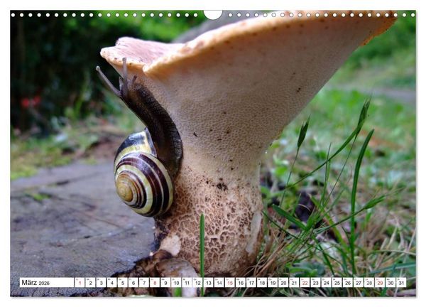 Produktbild: Meine Schnecken (Wandkalender 2026 DIN A3 quer), CALVENDO Monatskalender