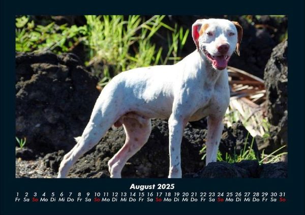 Produktbild: Hunde 2025 Fotokalender DIN A4