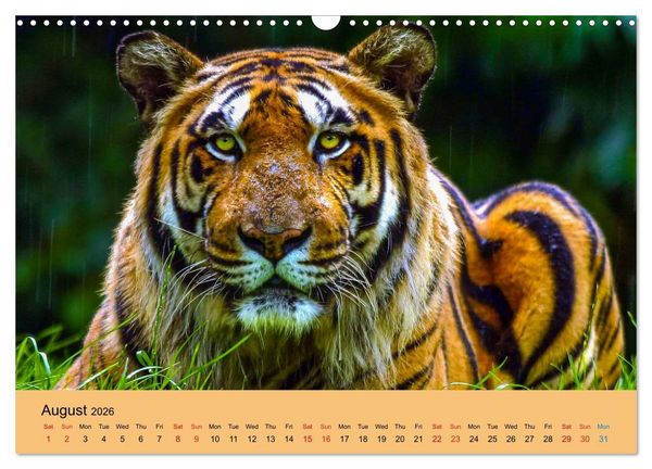 Produktbild: Just Bengal Tigers (Wall Calendar 2026 DIN A3 landscape), CALVENDO 12 Month Wall Calendar