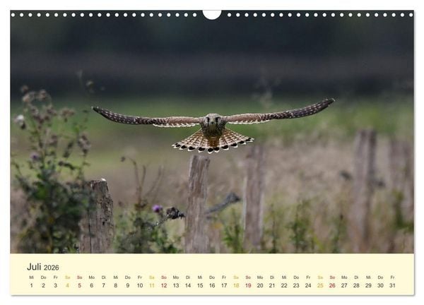 Produktbild: Im Revier der Falken (Wandkalender 2026 DIN A3 quer), CALVENDO Monatskalender