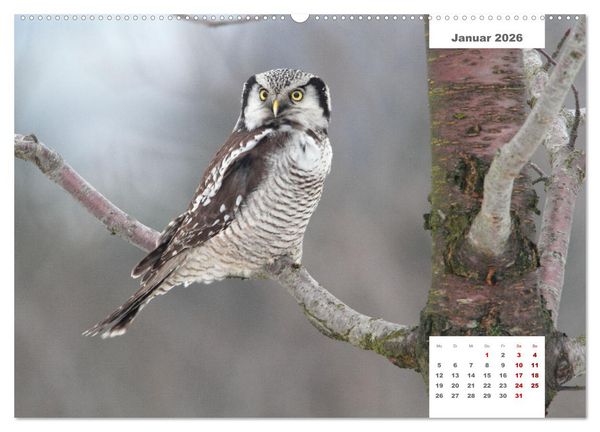 Produktbild: Zwei Tierfotografen Zw&ouml;lf Highlights (Wandkalender 2026 DIN A2 quer), CALVENDO Monatskalender