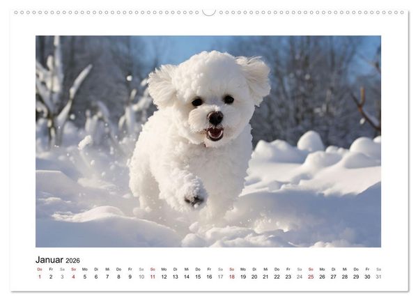 Produktbild: Bichon fris&eacute;, wei&szlig;e H&uuml;ndchen mit lockigem Haar (hochwertiger Premium Wandkalender 2026 DIN A2 quer), Kunstdruck in Hochglanz
