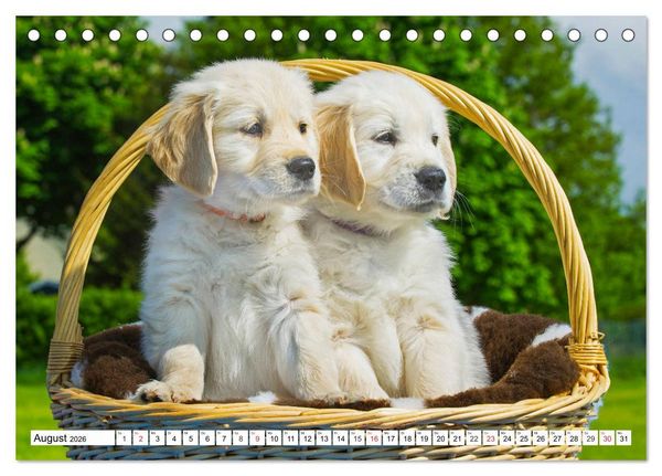 Produktbild: Goldige Herzensbrecher - Golden Retriever Welpen (Tischkalender 2026 DIN A5 quer), CALVENDO Monatskalender