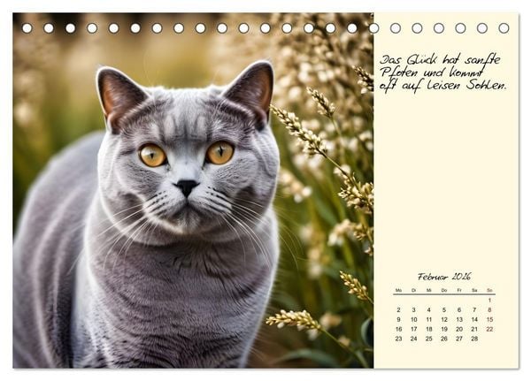 Produktbild: Katzen - Charakter und Sch&ouml;nheit (Tischkalender 2026 DIN A5 quer), CALVENDO Monatskalender
