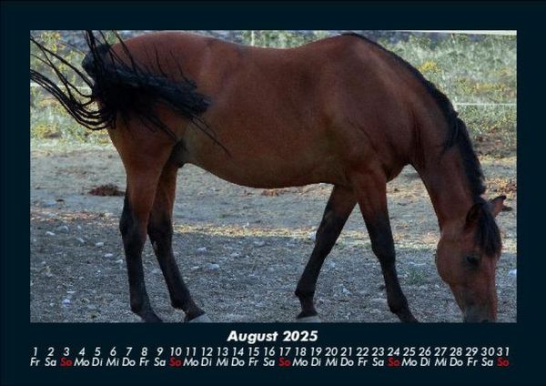 Produktbild: Pferde Kalender 2025 Fotokalender DIN A5