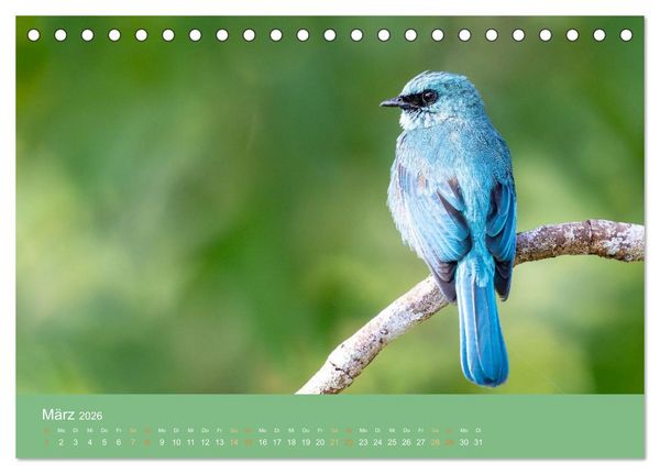 Produktbild: Zwischen Nebel und Baumriesen - V&ouml;gel Borneos (Tischkalender 2026 DIN A5 quer), CALVENDO Monatskalender
