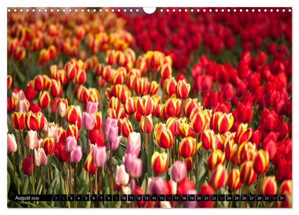 Produktbild: Tulpen (Wandkalender 2026 DIN A3 quer), CALVENDO Monatskalender
