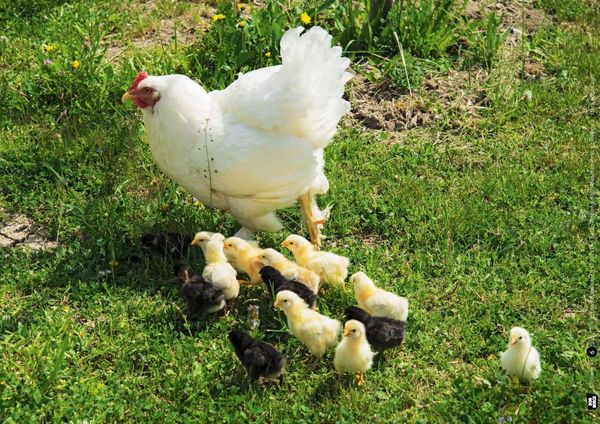 Produktbild: Huhn, Schwein und Kuh. Tiere auf dem Bauernhof. Kamishibai Bildkarten und Memospiel
