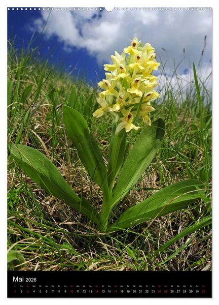 Produktbild: Orchideen in S&uuml;deuropa (hochwertiger Premium Wandkalender 2026 DIN A2 hoch), Kunstdruck in Hochglanz