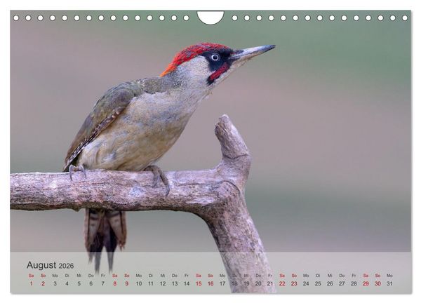 Produktbild: Fantastische Vogelwelt Slowenien (Wandkalender 2026 DIN A4 quer), CALVENDO Monatskalender