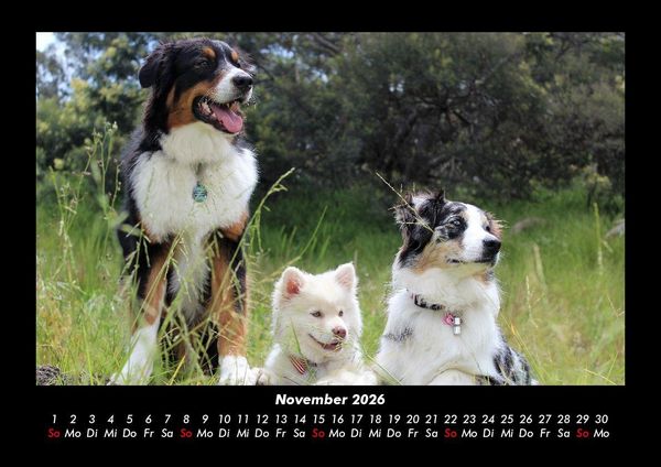 Produktbild: Welpen 2026 Fotokalender DIN A3