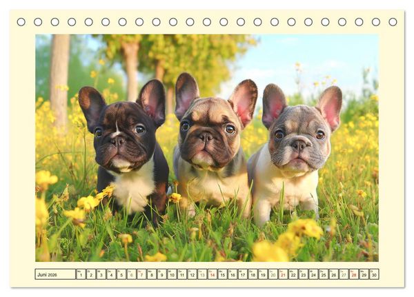 Produktbild: Fledermaus Alarm. Franz&ouml;siche Bulldoggen in der Natur (Tischkalender 2026 DIN A5 quer), CALVENDO Monatskalender