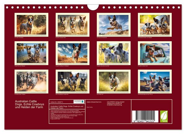 Produktbild: Australian Cattle Dogs. Echte Cowboys und Helden der Farm (Wandkalender 2026 DIN A4 quer), CALVENDO Monatskalender