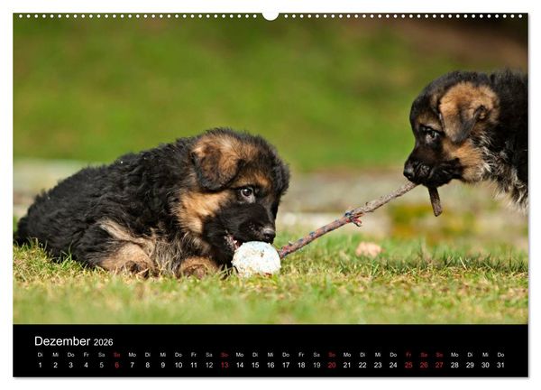Produktbild: Deutscher Sch&auml;ferhund - Welpen (hochwertiger Premium Wandkalender 2026 DIN A2 quer), Kunstdruck in Hochglanz