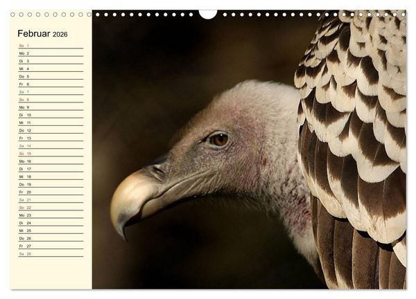 Produktbild: Greifv&ouml;gel (Wandkalender 2026 DIN A3 quer), CALVENDO Monatskalender