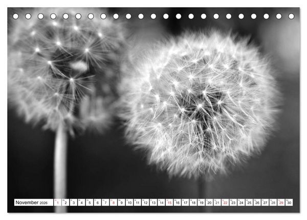 Produktbild: Pusteblumenzauber in schwarzwei&szlig; (Tischkalender 2026 DIN A5 quer), CALVENDO Monatskalender