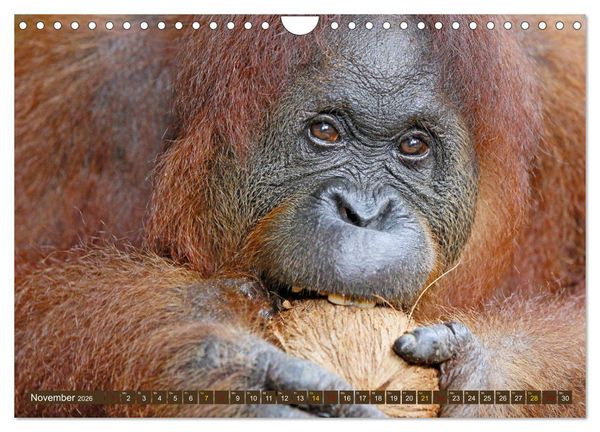 Produktbild: Waldmenschen - Orang Utans auf Borneo (Wandkalender 2026 DIN A4 quer), CALVENDO Monatskalender