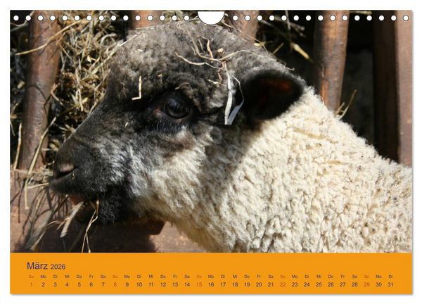 Produktbild: Shropshire Schafe (Wandkalender 2026 DIN A4 quer), CALVENDO Monatskalender