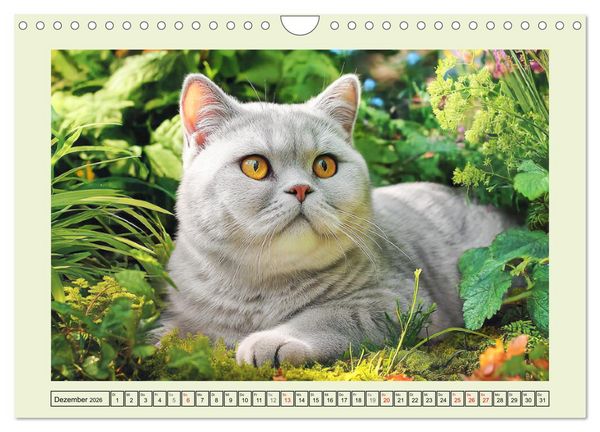 Produktbild: British Shorthair. Sanfte W&uuml;rde und Katzengl&uuml;ck im Gr&uuml;nen (Wandkalender 2026 DIN A4 quer), CALVENDO Monatskalender
