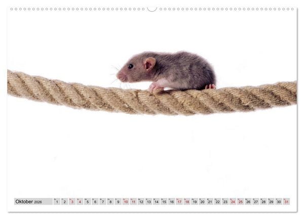 Produktbild: Rattenscharf und zuckers&uuml;&szlig; (Wandkalender 2026 DIN A2 quer), CALVENDO Monatskalender