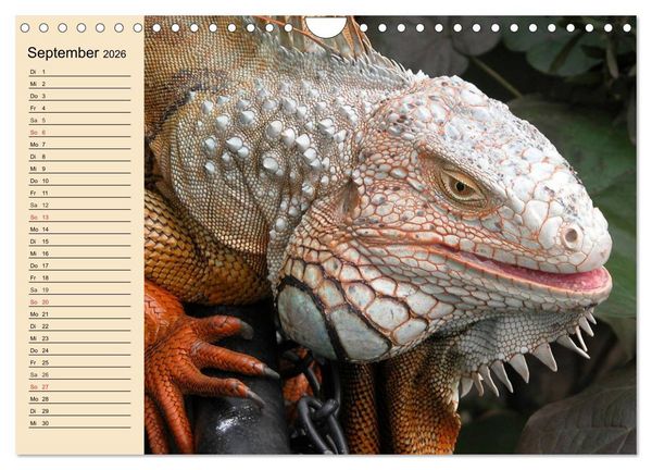 Produktbild: Reptilien. Schlangen, Echsen und Co. (Wandkalender 2026 DIN A4 quer), CALVENDO Monatskalender