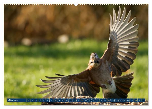 Produktbild: Eichelh&auml;her - Egon der Eichelh&auml;her fotografiert von Ostfriesenfotografie (Wandkalender 2026 DIN A2 quer), CALVENDO Monatskalender