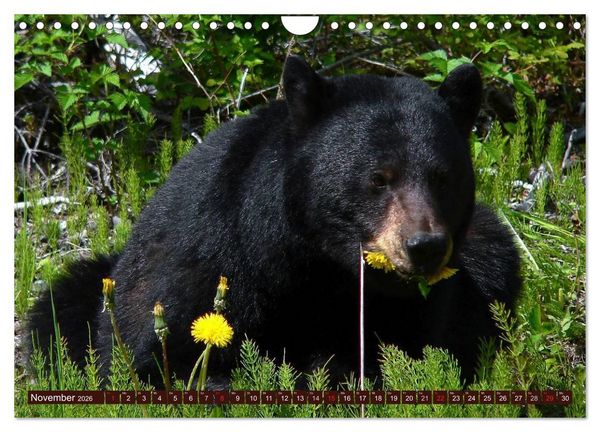 Produktbild: B&auml;ren (Wandkalender 2026 DIN A4 quer), CALVENDO Monatskalender